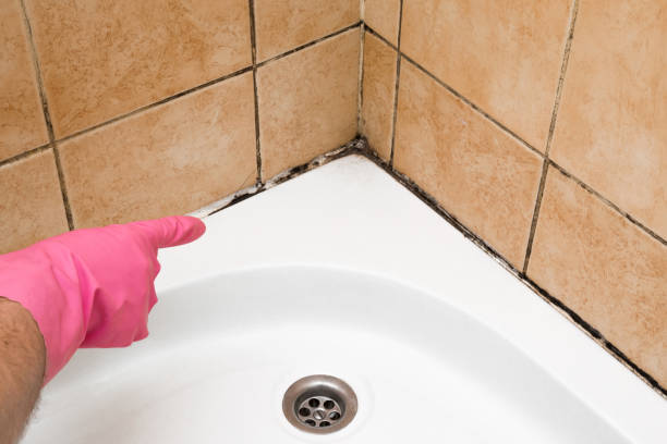 Best Attic Mold Remediation in Bellefontaine Neighbors, MO
